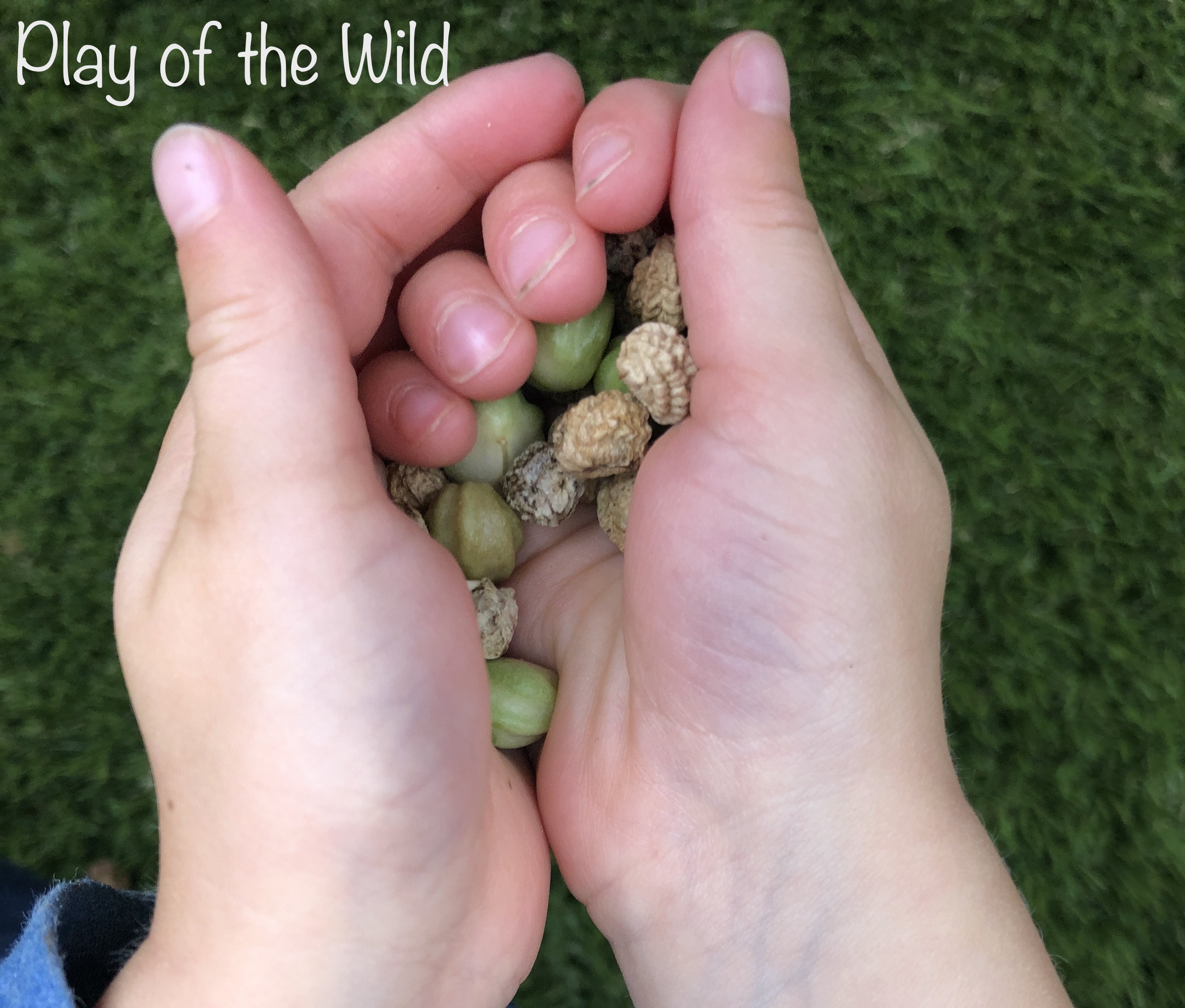 Teaching Kids about Gardening. Collecting Nasturtium seeds.