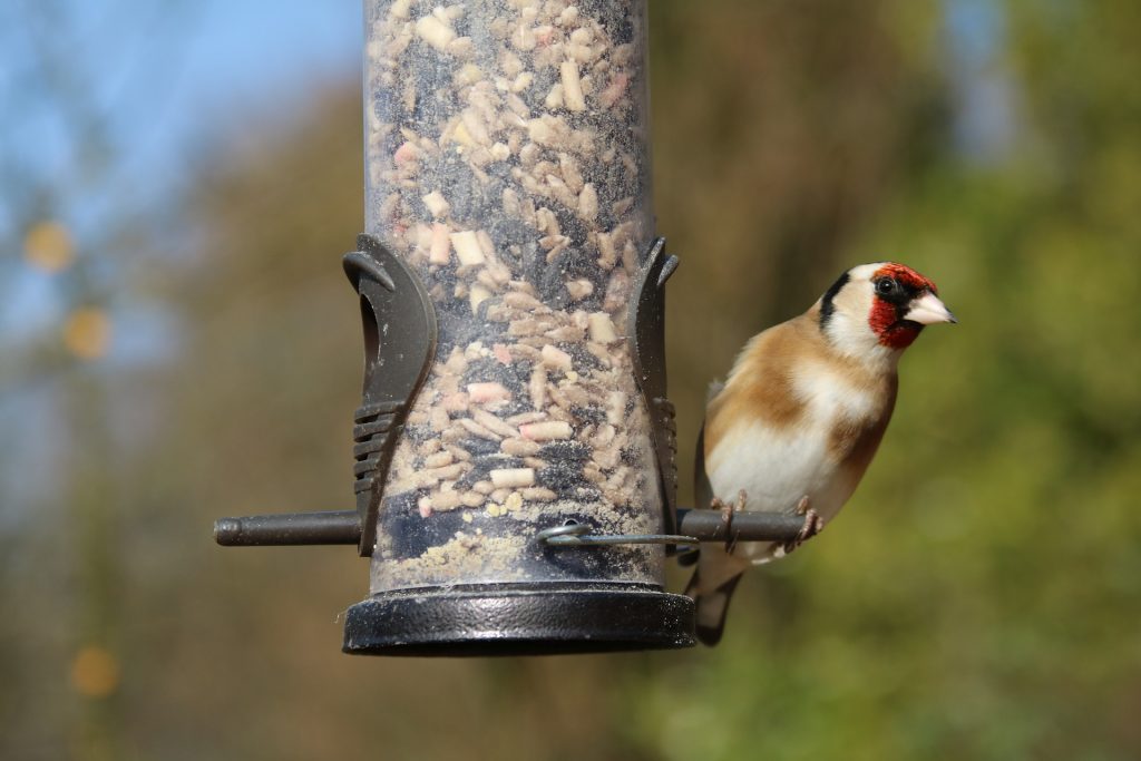 Feed the birds with kids