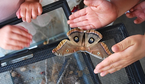 Huge Moth from Chrysalis- Kid World Citizen