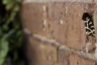 Garden tiger moth perched on wall