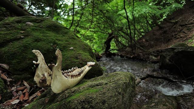 Ungulate Jawbone Woods