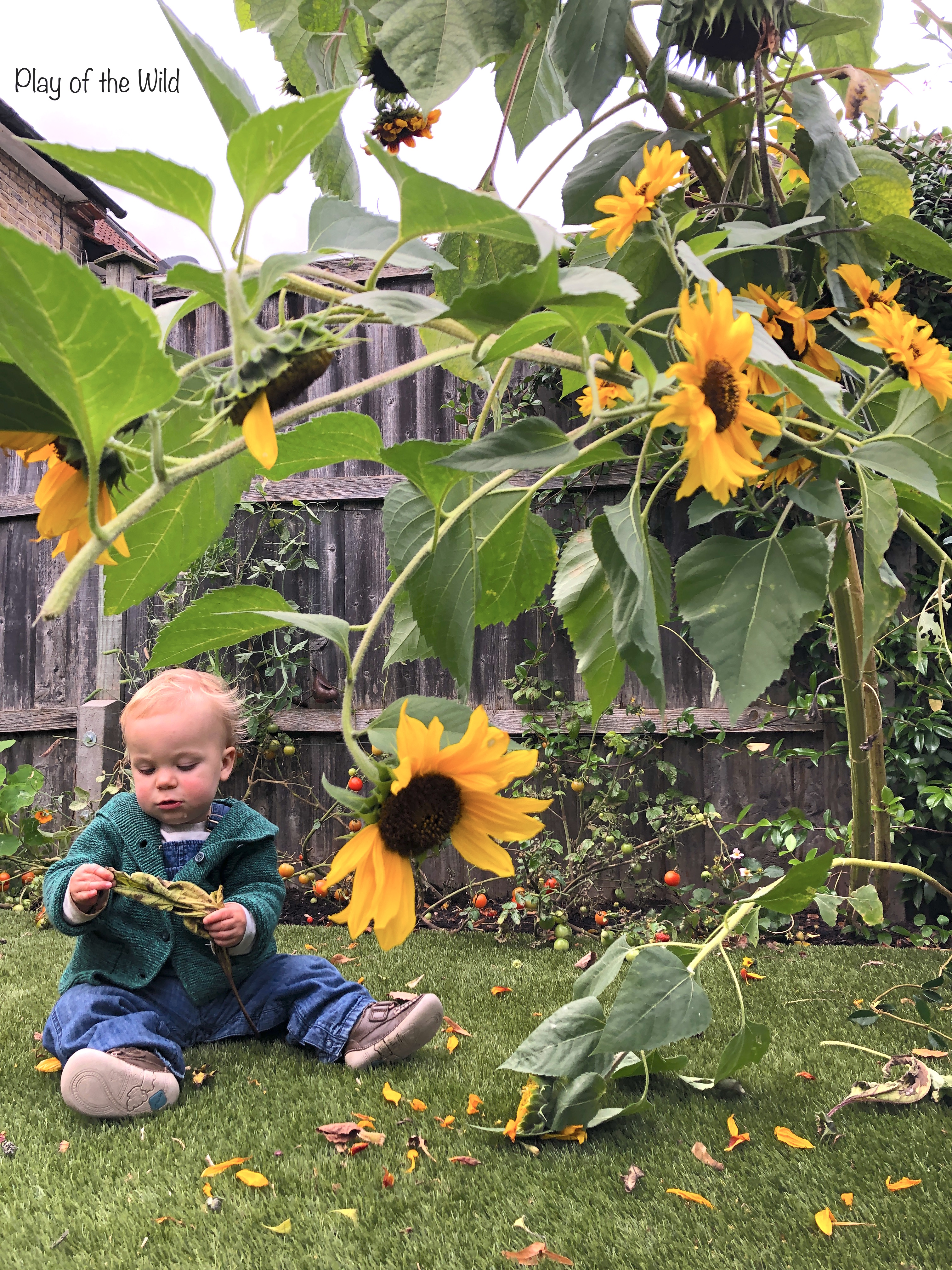 Growing Sunflowers with Children