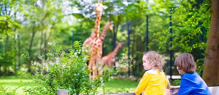 A couple of women looking at a giraffe

Description automatically generated with medium confidence