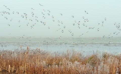 Wetlands