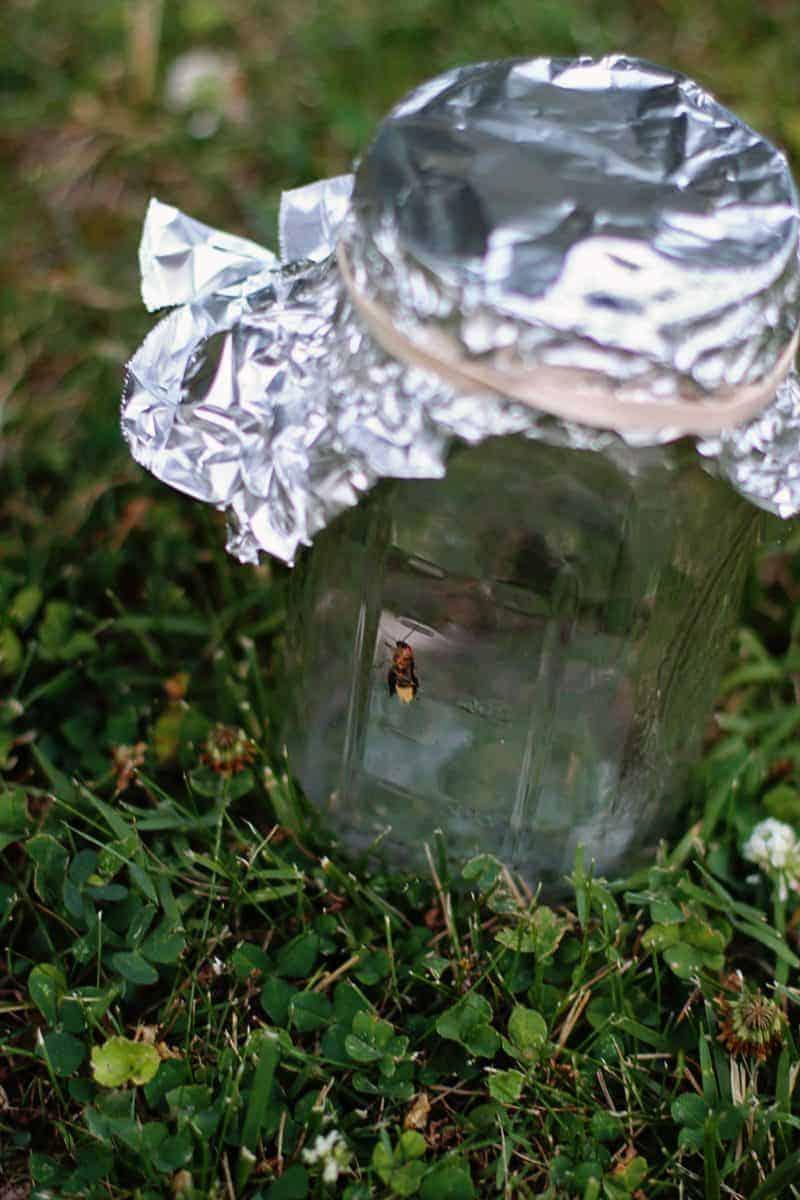 catching fireflies with kids