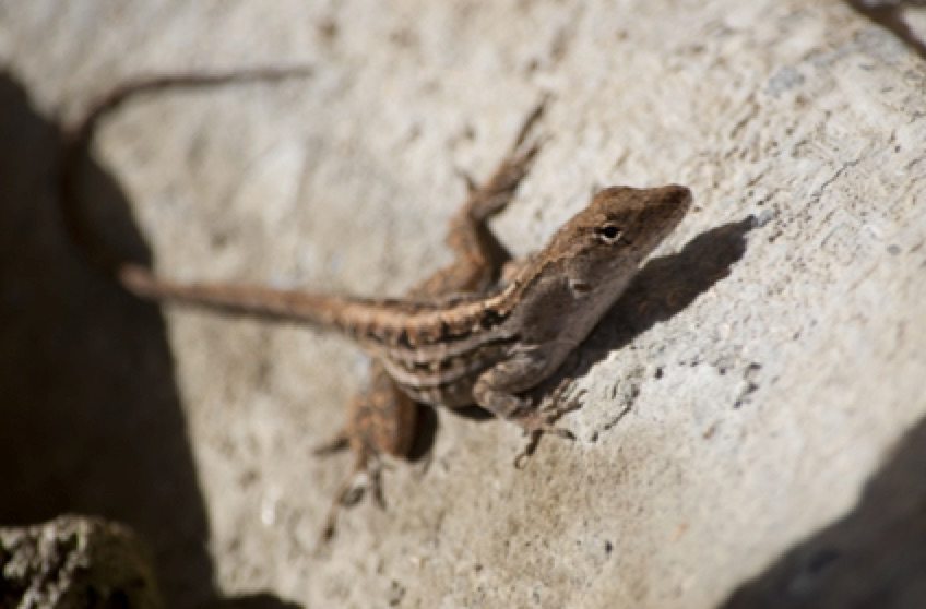 Attracting Wildlife Lizards