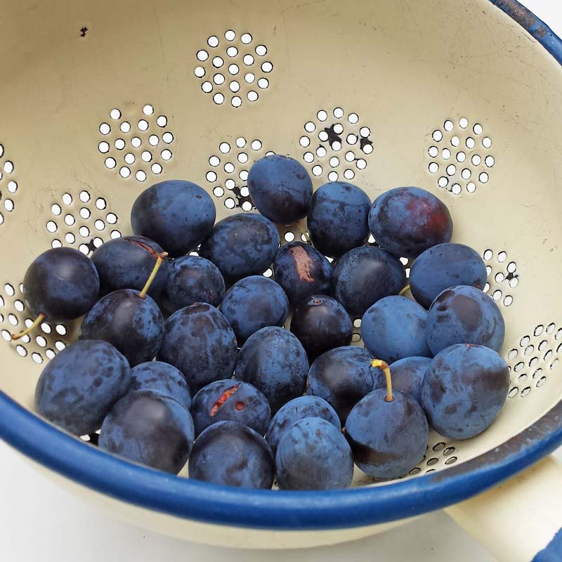 Foraging with kids - simple safety tips for foraging with kids including best fruit and nuts to pick