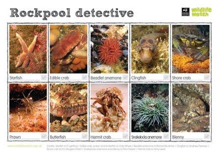 rockpool spotter sheet