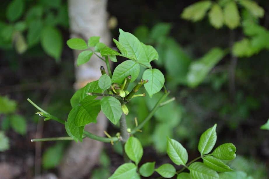 A close up of a plant

Description automatically generated with medium confidence