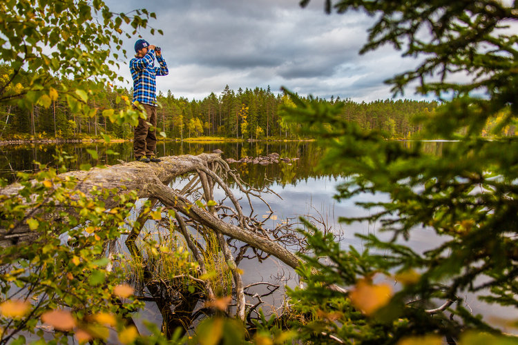 Marcus balancing on a tree, watching for wildlife. Photo: Marcus Westberg