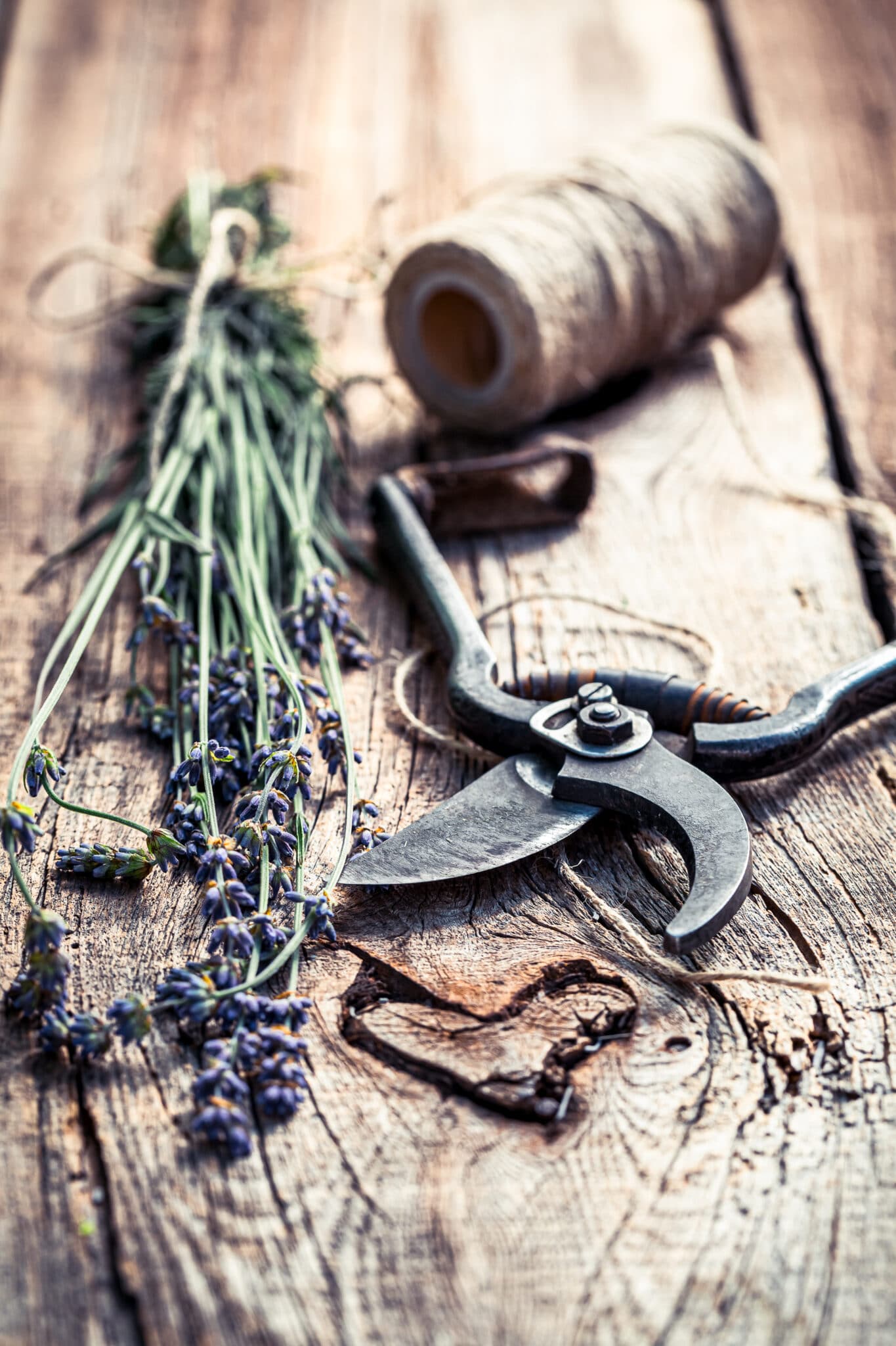 Aromatic lavender on old wooden table.