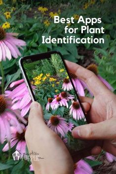 This contains an image of: Best Plant Identification Apps (That Actually Work)