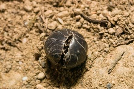 Pill woodlouse. © Konrad Wothe/Getty