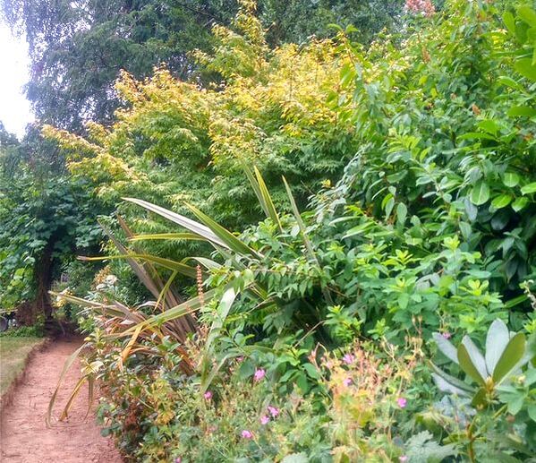 Shrub habitat