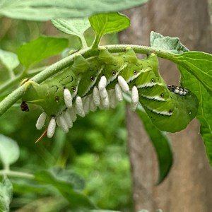 tomato hornworm on tomato plant