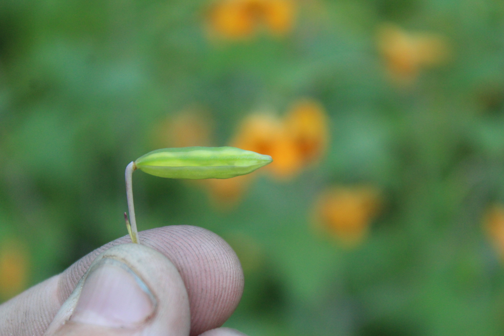 Jewelweed Seed Pod