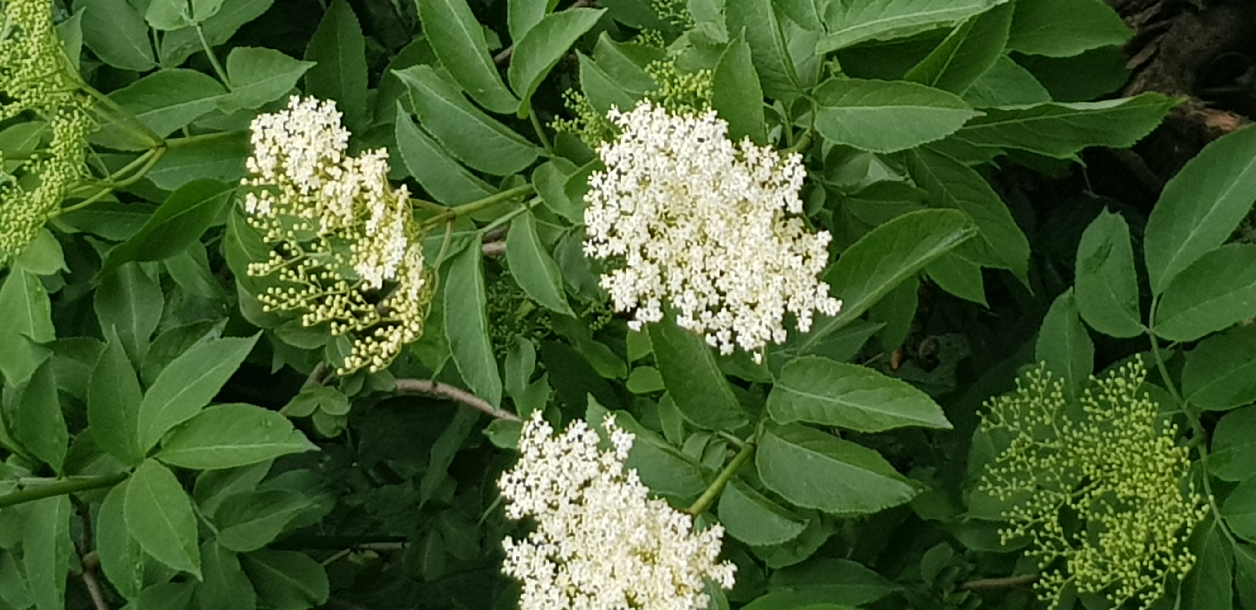 Foraging with kids