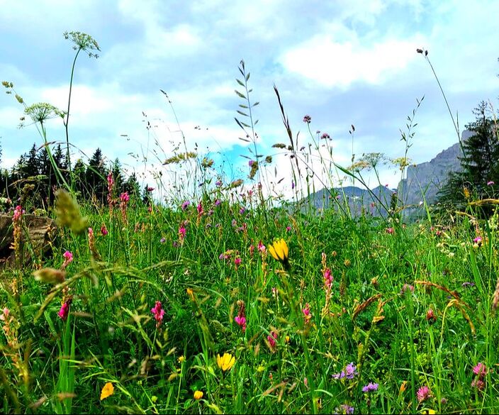 Meadow habitat