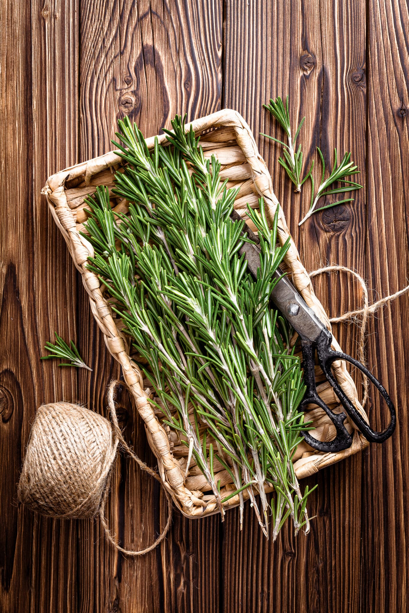 Rustic image of a fresh cut perennial herb (sage) on a rustic wooden background in a wicker basket with a ball of twine and vintage black scissors. 