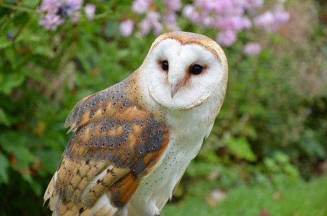 barn owl closeup