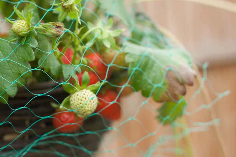 Starting gardening with children