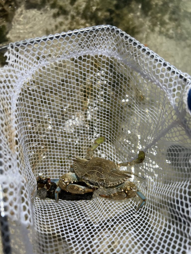 Florida blue crab