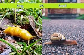 Slug and Snail: What Are The Differences? – Difference Camp