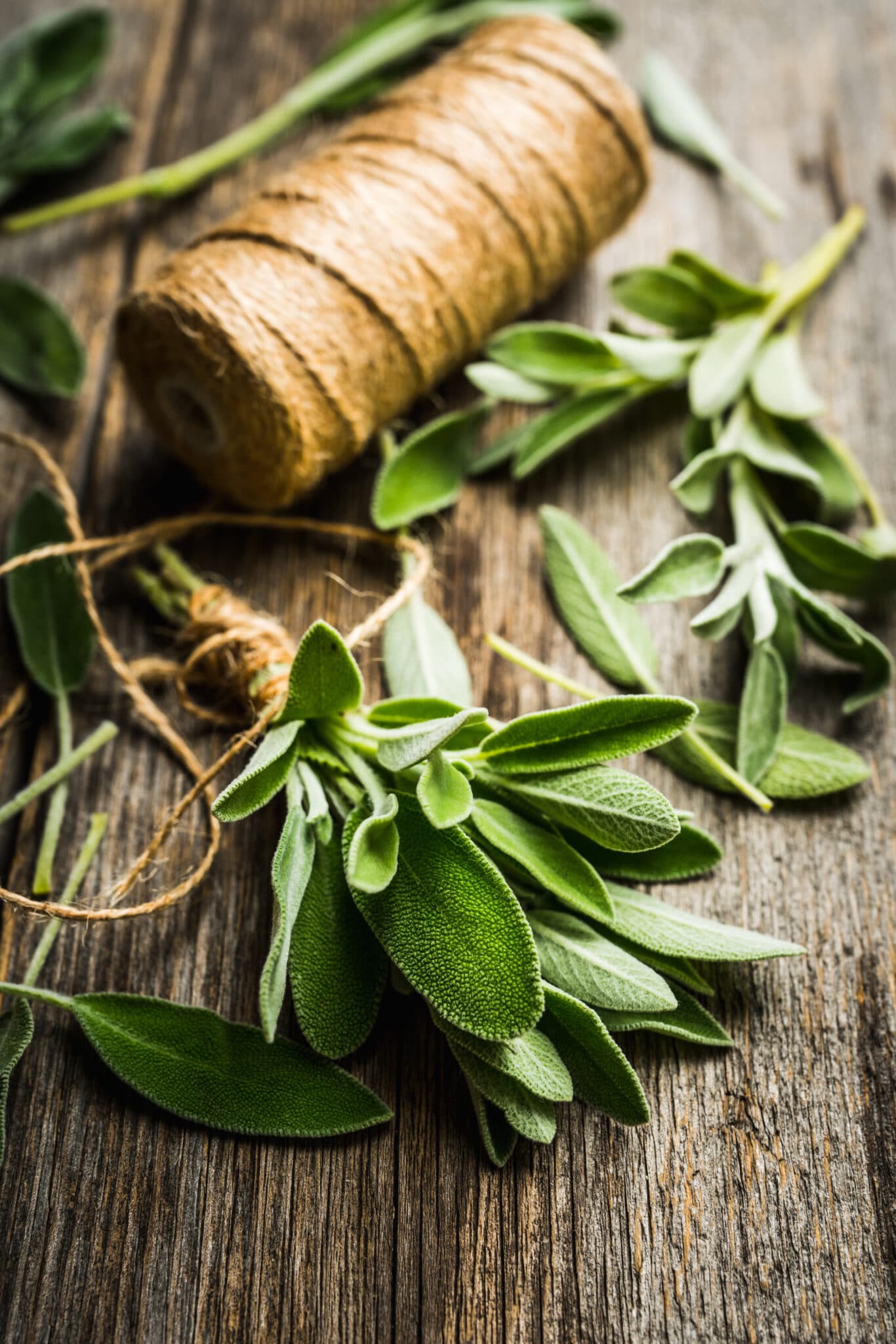 Rustic image of a fresh cut perennial herb (sage) on a rustic wooden background with a ball of twine.