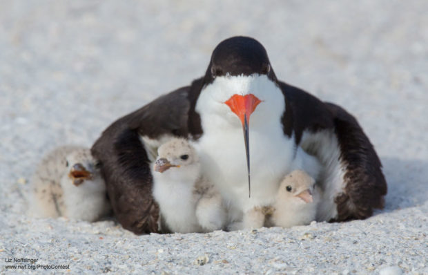 Nesting Skimmer and Chicks