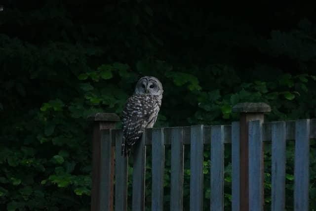 An owl perched on a fence

Description automatically generated