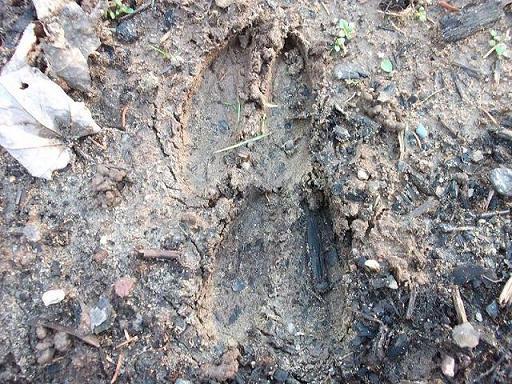 Deer Tracks Mud