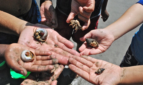 Catch and Release Crab- Kid World Citizen