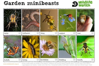 Garden minibeasts spotter