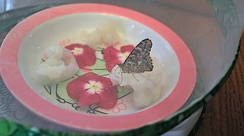Butterfly Habitat at Home- Kid World Citizen