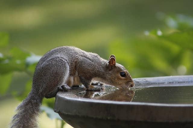 A squirrel standing on a ledge

Description automatically generated with low confidence