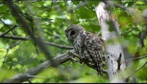 An owl sitting on a branch

Description automatically generated with medium confidence