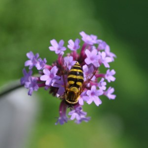 hoverfly