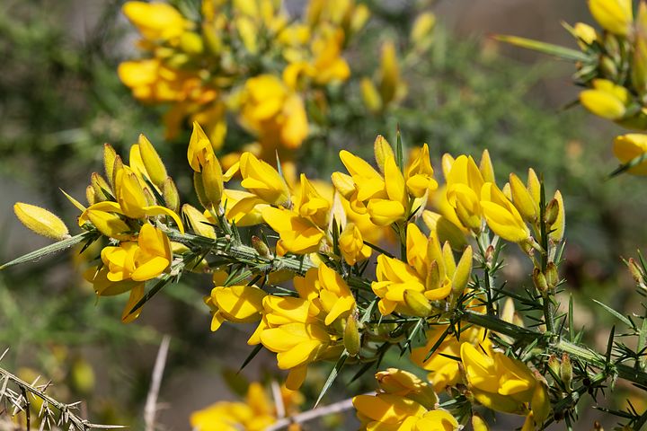 forage gorse with kids