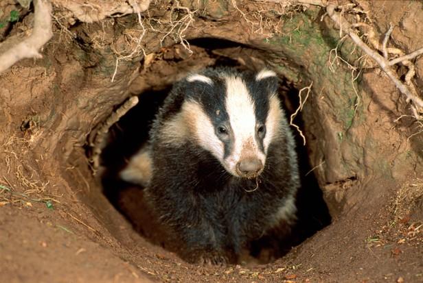 A badger in a hole

Description automatically generated with low confidence