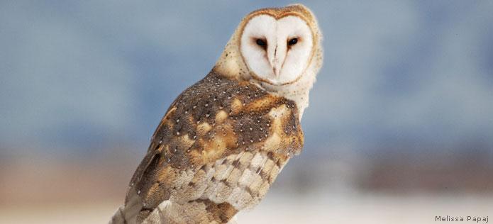 barn owl