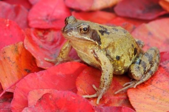 Common frog © Mike Lane / Getty