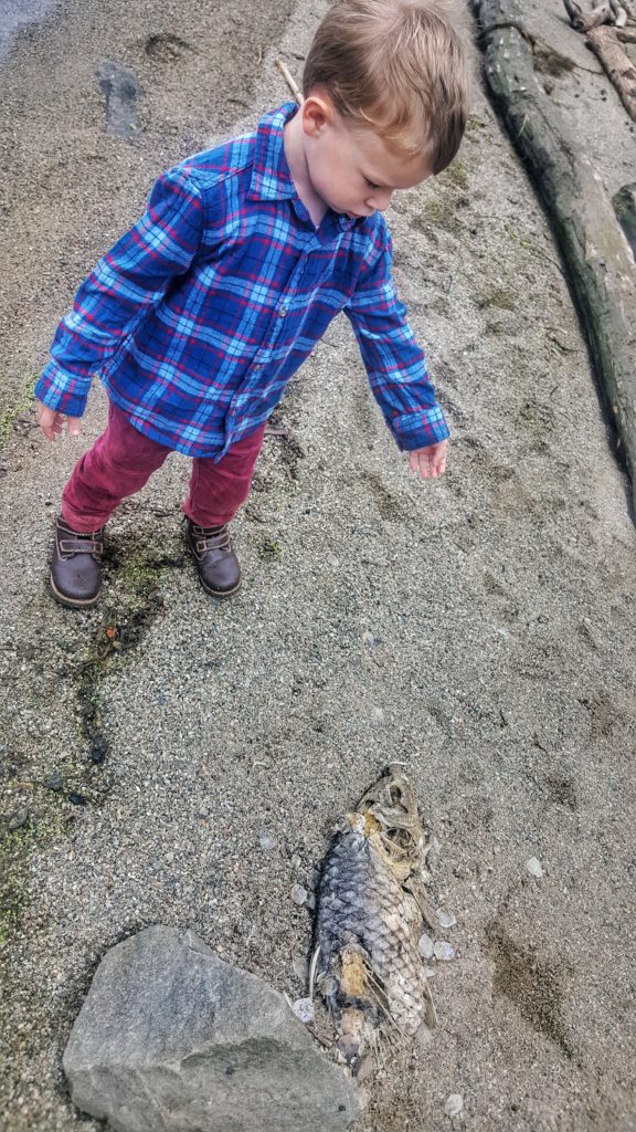 Observing a dead fish on the beach and learning about nature