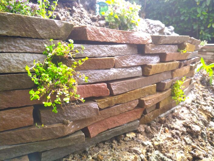 Dry stone wall habitat