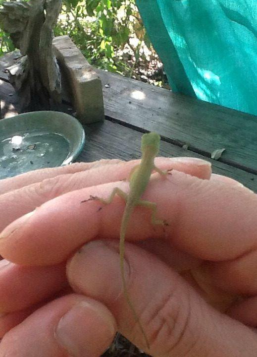 catch a lizard with kids