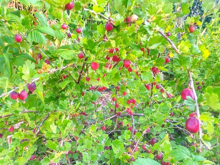 Edible hedge