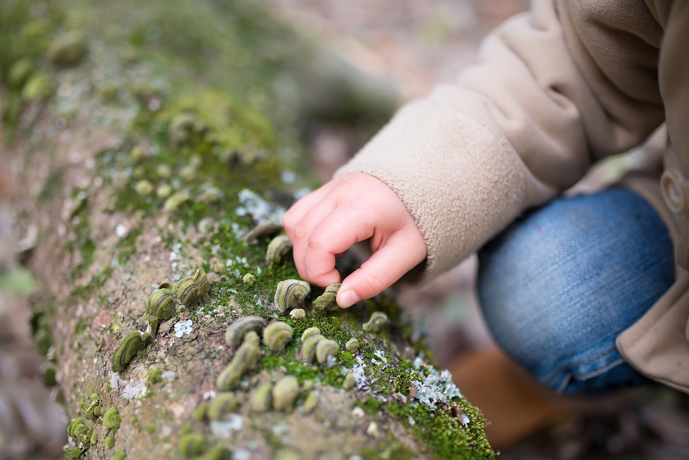 Child Looking at Shelf Fungus on Nature Walk