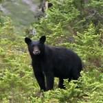 Black bear in woods.