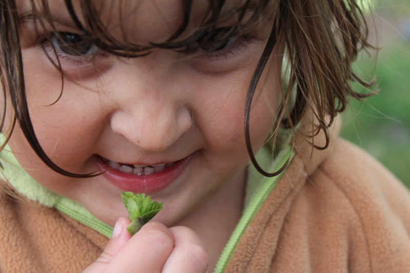 Child foraging linden buds