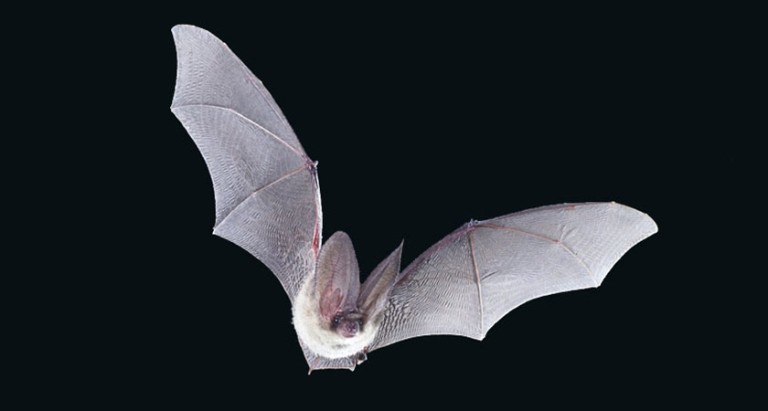 A bat flying in the dark