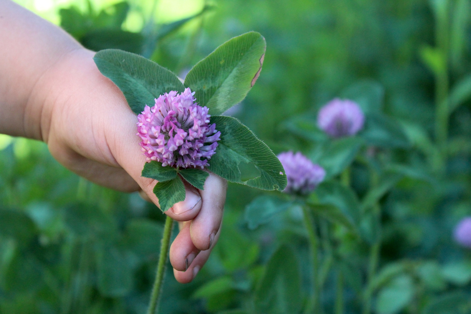 Harvesting Red Clover